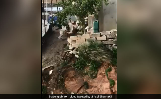 पुलिस का सायरन सुनकर मुर्गों ने लगा दी दौड़, कपिल शर्मा बोले- इनसे ही सीख लो कुछ...देखें Video