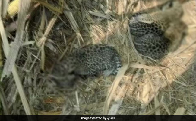 3 Leopard Cubs Rescued From Sugarcane Field In Mysore