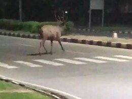 While Humans Stay In During Lockdown, Animals, Birds Reclaim Spaces While Humans Stay In During Lockdown, Animals, Birds Reclaim Spaces