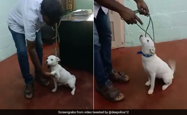 In Bengaluru, Indie Pup Pooja Trains To Be Part Of Police Force. Watch