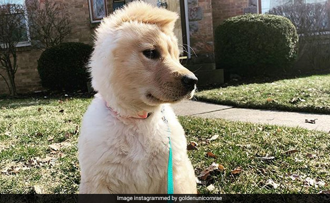 This One-Eared 'Unicorn' Puppy Is Stealing Hearts On Instagram