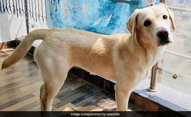Ratan Tata Shares Adoption Appeal For "Sur", A Dog With No Family