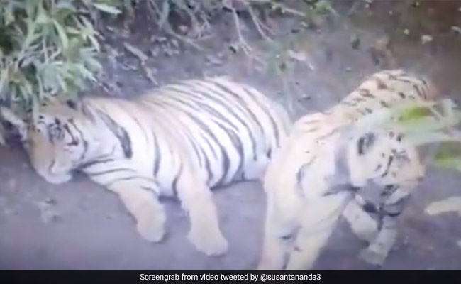 जंगल से गुजर रही थी गाड़ी तभी सामने आकर बैठ गए दो बाघ, IFS ऑफिसर ने शेयर किया Video