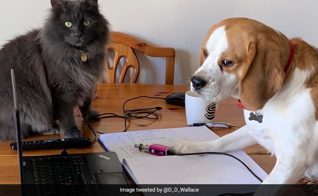 Amid Work From Home Epidemic, Twitter Tests If Laughter Is Best Medicine