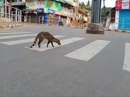 Look Who Took The Zebra Crossing Amid Lockdown In Kerala Look Who Took The Zebra Crossing Amid Lockdown In Kerala