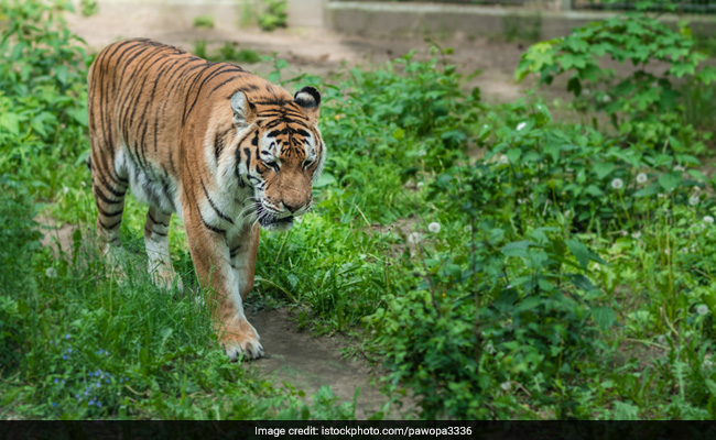 चिड़ियाघर में खेलते-खेलते बाघिन के बाड़े में कूद गया 15 साल का लड़का, फिर हुआ कुछ ऐसा...