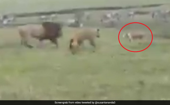 जंगल में दो शेरों से भिड़ गया कुत्ता, हवा में उड़कर ऐसे किया Attack, देखें पूरा Video