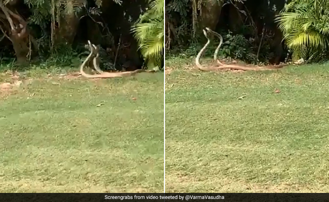 Two Snakes 'Dancing' At A Golf Course Leave Twitter Intrigued. Watch
