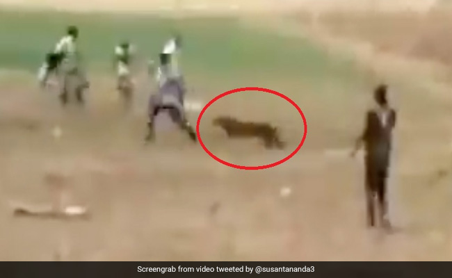 तेंदुए ने हवा में उछलकर किया शख्स पर Attack, भगदड़ मची तो किया कुछ ऐसा... देखें पूरा Video