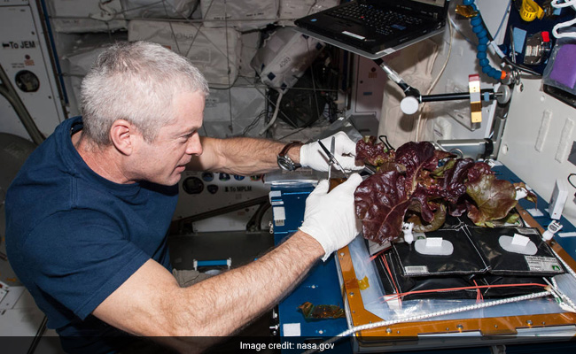 Astronauts Grow Earth-Like Red Lettuce Aboard International Space Station