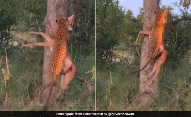 Video Of Leopard Climbing Tree With Prey Leaves Twitter Stunned