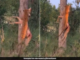 हिरण को जबड़े से पकड़कर पेड़ पर चढ़ गया तेंदुआ, डाली पर बैठकर किया कुछ ऐसा... देखें Shocking Video हिरण को जबड़े से पकड़कर पेड़ पर चढ़ गया तेंदुआ, डाली पर बैठकर किया कुछ ऐसा... देखें Shocking Video