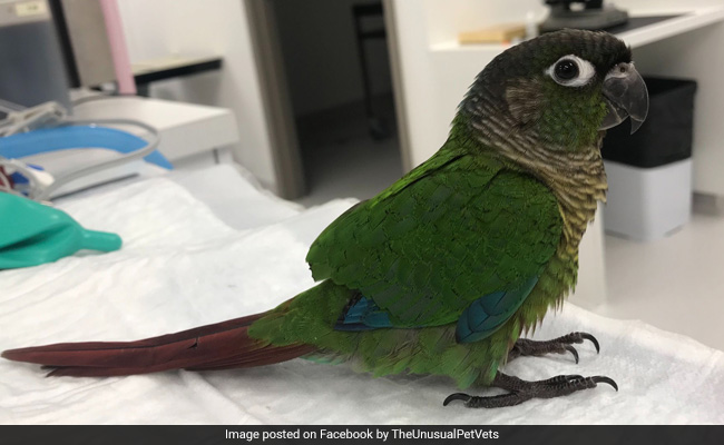 Parrot With Clipped Wings In Australia Gets Second Chance To Fly