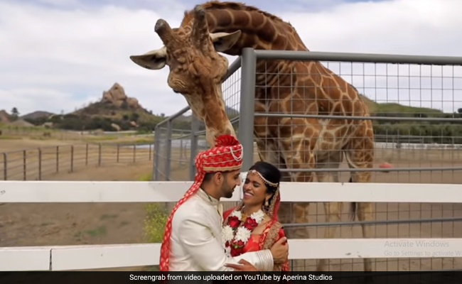 Watch: Giraffe Tries To Steal Groom's Turban During Wedding Photoshoot