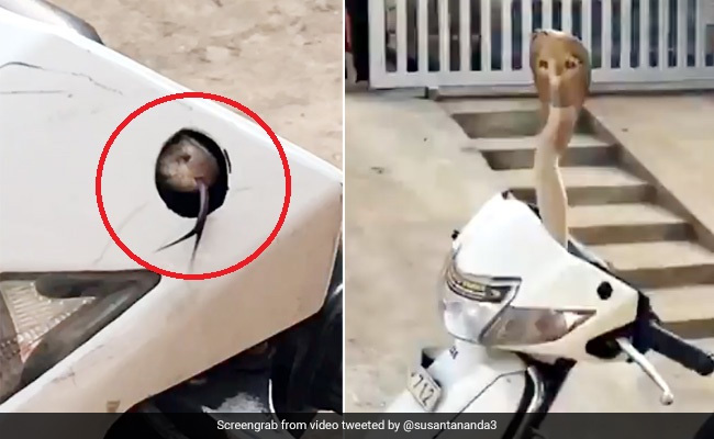 गाड़ी के अंदर छिपा हुआ था सांप, भीड़ लगी तो बाहर निकलकर किया ऐसा... देखें पूरा Video