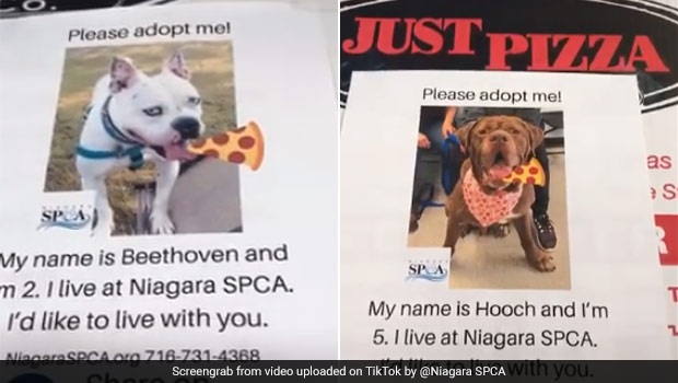 Pizza With A Cause: This US-Based Pizzeria Encourages Dog Adoption With A Heart-Warming Campaign