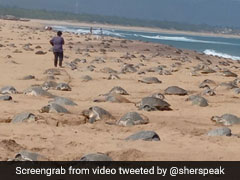 Coronavirus Lockdown: घरों में बंद हुए लोग,  प्रजनन के लिए लौट आए कछुए, देखें Video