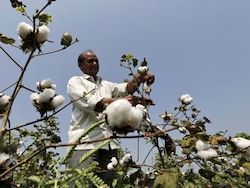 Centre Extends Duty-Free Imports Of Cotton By 3 Months Till December 31
