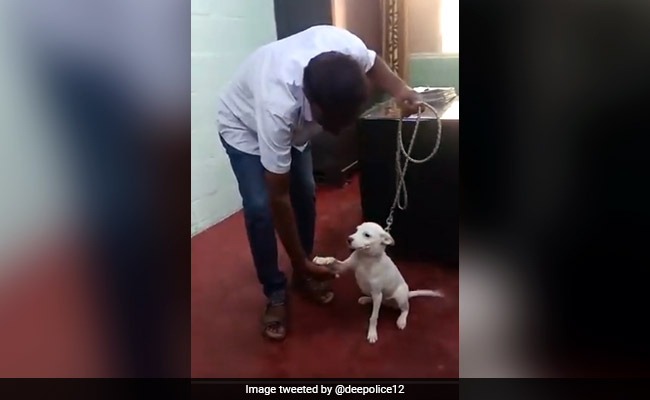Video of Bangalore Police Training Stray Dog For Canine Unit Wins Internet