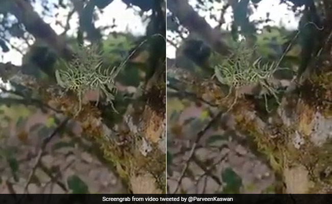 Video Of Bizarre Creature Has Internet Asking "What Is This?"