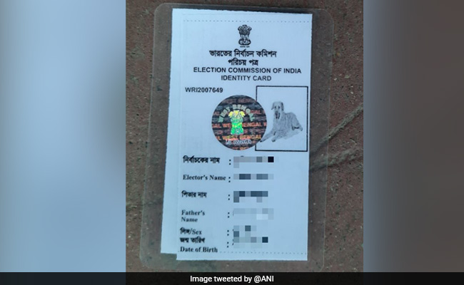 कुत्ते की फोटो लगाकर निर्वाचन आयोग ने जारी किया Voter ID कार्ड तो शख्स बोला- 'मेरी गरिमा के साथ खेला गया...'
