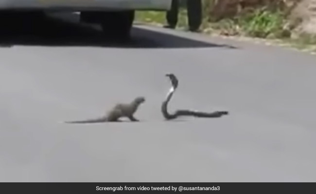 Mongoose Hunts Cobra On Road. Dramatic Video Leaves Twitter Amazed