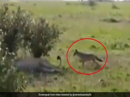 जंगल में जानवर ने मस्ती-मस्ती में खींची शेर की पूंछ तो गुस्से में खड़े होकर किया ऐसा... देखें Viral Video जंगल में जानवर ने मस्ती-मस्ती में खींची शेर की पूंछ तो गुस्से में खड़े होकर किया ऐसा... देखें Viral Video