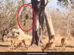 पेड़ से कूदकर तेंदुए ने ऐसे किया हिरण के झुंड पर Attack, फिर हुआ कुछ ऐसा... देखें पूरा Video पेड़ से कूदकर तेंदुए ने ऐसे किया हिरण के झुंड पर Attack, फिर हुआ कुछ ऐसा... देखें पूरा Video