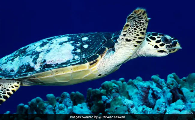 "Incredible Journey": Social Media Amazed At Turtle's 37,000 Km Swim