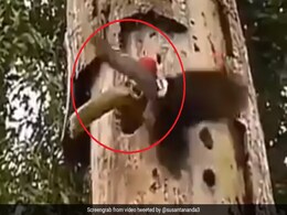 बिल में घुसकर सांप ने किया पक्षी के बच्चों पर अटैक तो गुस्से में मां ने किया ऐसा पलटवार, देखें Viral Video बिल में घुसकर सांप ने किया पक्षी के बच्चों पर अटैक तो गुस्से में मां ने किया ऐसा पलटवार, देखें Viral Video