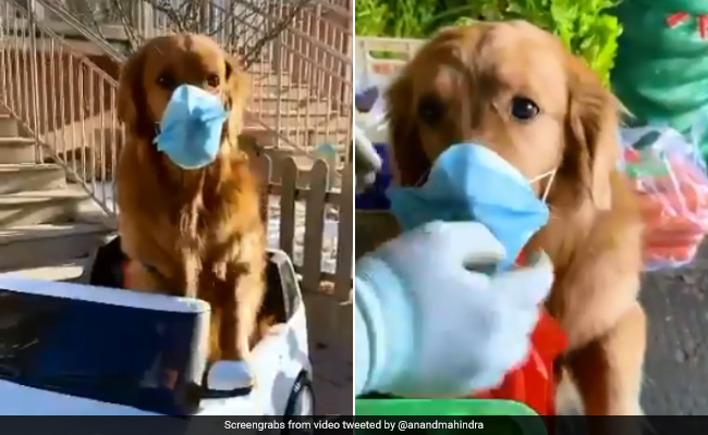 How Will World Change After Coronavirus? Anand Mahindra's Funny TikTok Video Answers