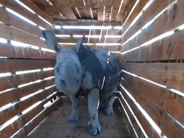 In Conservation Success Story, Manas National Park Gets 2 More Rhinos In Conservation Success Story, Manas National Park Gets 2 More Rhinos