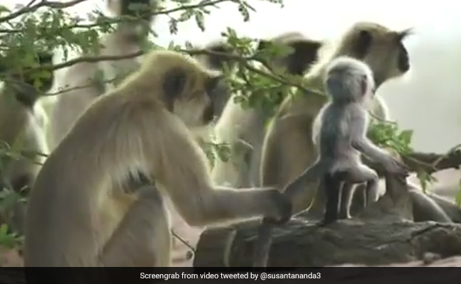 पेड़ पर नकली बंदर को देख लंगूरों ने किया कुछ ऐसा, फिर उसकी 'मौत' का मनाने लगे शोक... देखें Viral Video
