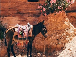 "Newest Son-In-Law" Rides Donkey On Holi In Maharashtra Village "Newest Son-In-Law" Rides Donkey On Holi In Maharashtra Village