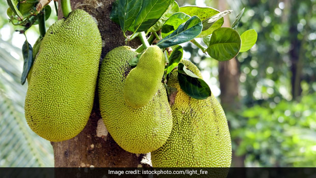 Believe It Or Not: Family Finds Whopping 51kg Jackfruit In Backyard, Sends It For Guinness World Records