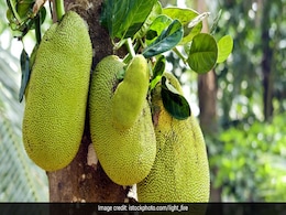 Watch: India's Jackfruit Goes Global, Gains Popularity As Pizza Topping, Meat Substitute And More Watch: India's Jackfruit Goes Global, Gains Popularity As Pizza Topping, Meat Substitute And More