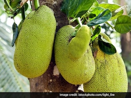Add Jackfruit (Kathal) To Your Diet This Summer To Achieve These Benefits