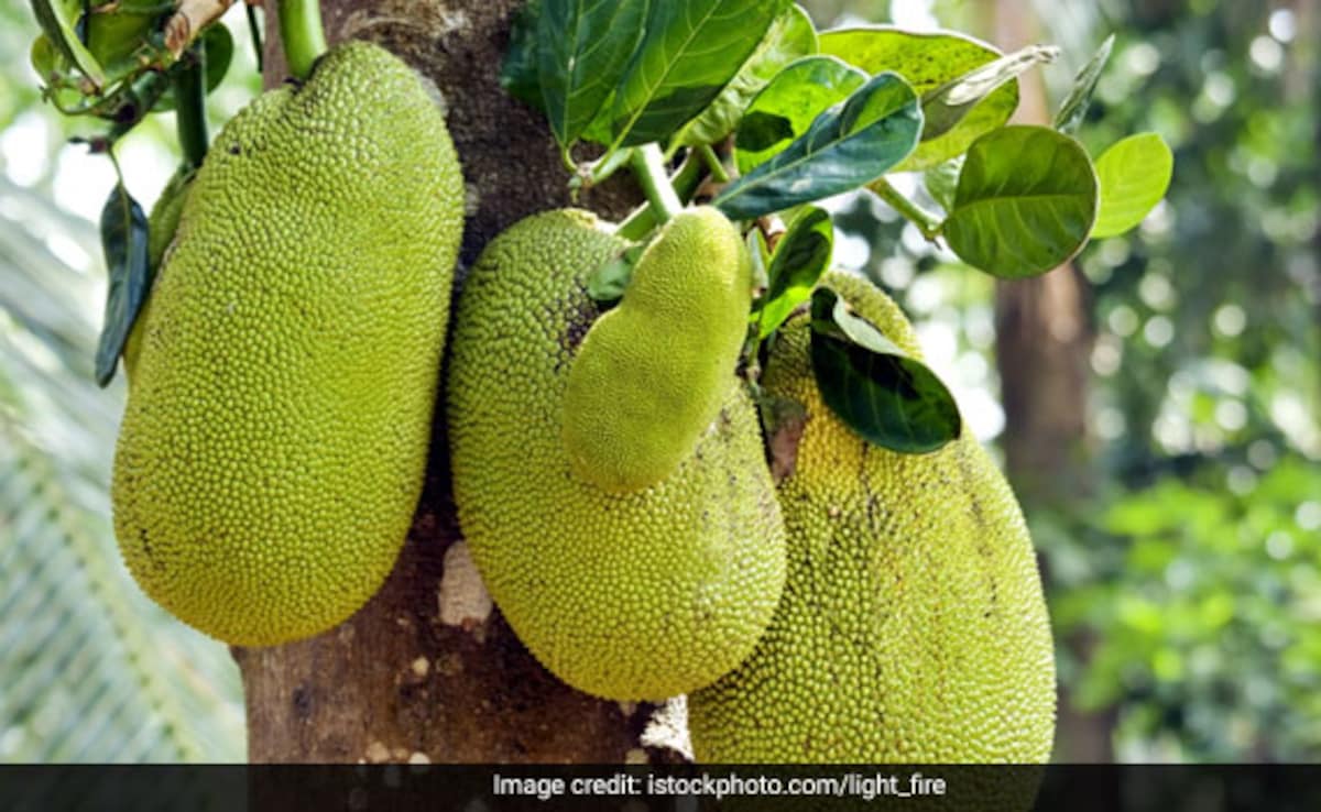 Jackfruit е голям тропически плод родом от Южна и Югоизточна