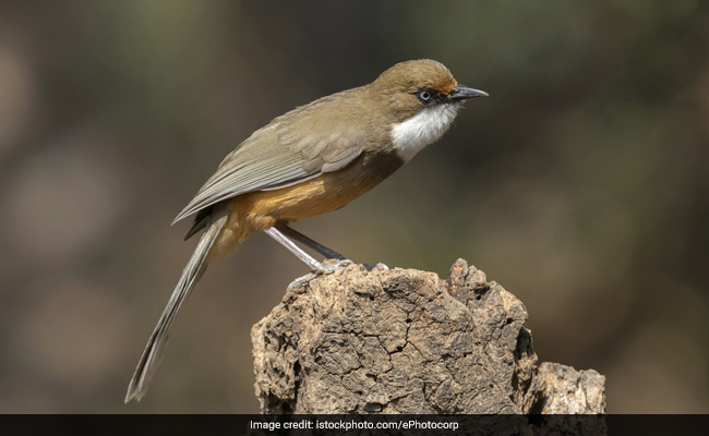 Mass Death Of White-Throated Laughingthrush In Uttarakhand