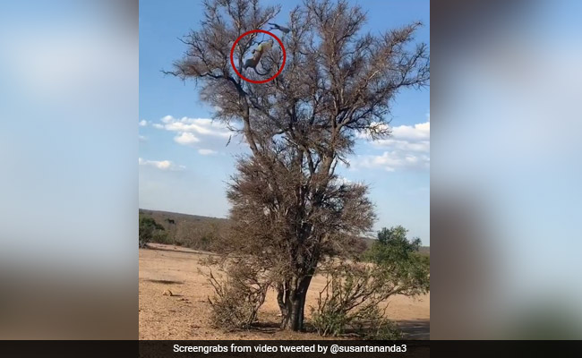 Viral Video: Leopard Pulls Off Incredible Backflip To Catch Its Prey