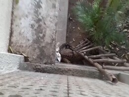 चंडीगढ़ के रिहायशी इलाके में घूमता दिखा तेंदुआ, लोगों को घरों के अंदर रहने को कहा गया... चंडीगढ़ के रिहायशी इलाके में घूमता दिखा तेंदुआ, लोगों को घरों के अंदर रहने को कहा गया...