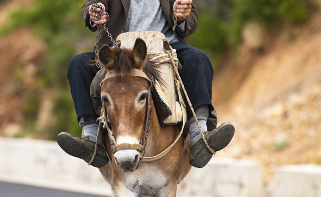 होली पर दामाद को गधे पर बिठाकर लोग घुमाते हैं पूरा गांव, पहनाए जाते हैं उसकी पसंद के कपड़े