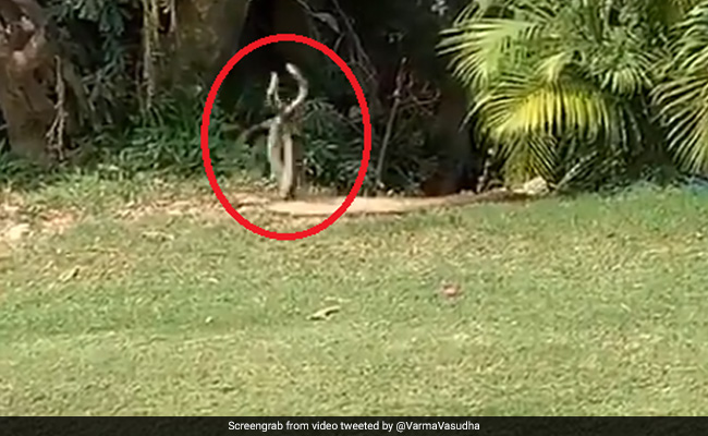 दो सांप अचानक करने लगे 'डांस', लोग बोले- 'ये डांस थोड़ी है...' देखें Viral Video