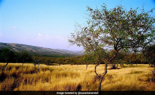 कैमरे से खींची गई इस तस्वीर में आप बता सकते हैं कितने बाघ शिकार के लिए बैठे हैं