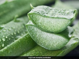 Garden News: एलोवेरा के पौधे में आने लगे हैं फूल, तो हो जाइए खुश, वजह जानिये यहां Garden News: एलोवेरा के पौधे में आने लगे हैं फूल, तो हो जाइए खुश, वजह जानिये यहां