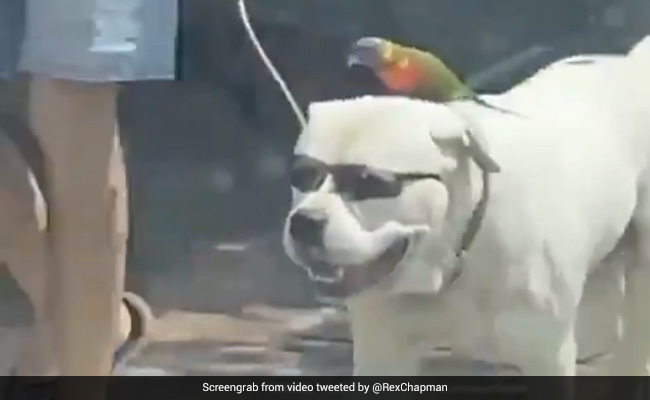 चश्मा लगाए कुत्ते के सिर पर बैठा तोता, सड़क के किनारे कुछ इस तरह दिखाया SWAG- देखें मजेदार Video