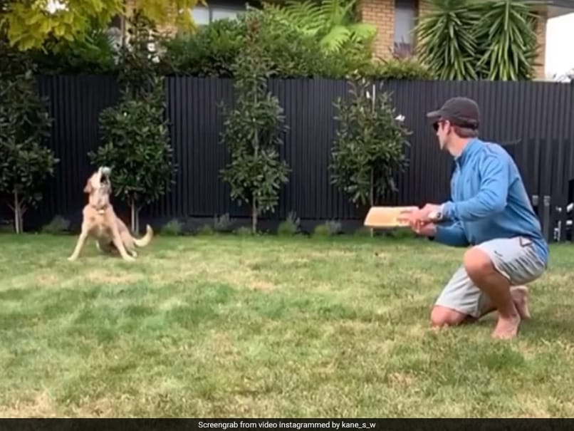 Coronavirus: Kane Williamson Gives Pet Dog Slip Catching Practice. Watch Coronavirus: Kane Williamson Gives Pet Dog Slip Catching Practice. Watch