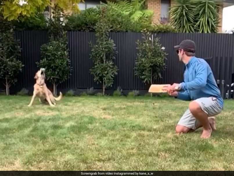 Coronavirus: Kane Williamson Gives Pet Dog Slip Catching Practice. Watch