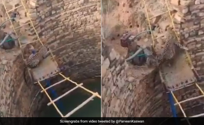 Watch How This Leopard Was Rescued From A Well In Madhya Pradesh