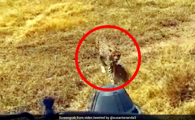 कार के अंदर फोटो खींच रही थी लड़की, अचानक आ गया चीता, फिर हुआ ऐसा - देखें पूरा Video